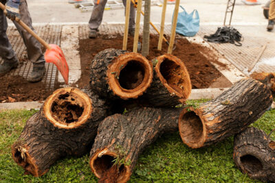 Αναβαθμίζεται το πράσινο στον άξονα της Τσιμισκή – Νέα δέντρα στη θέση των άρρωστων και επικίνδυνων φτελιών